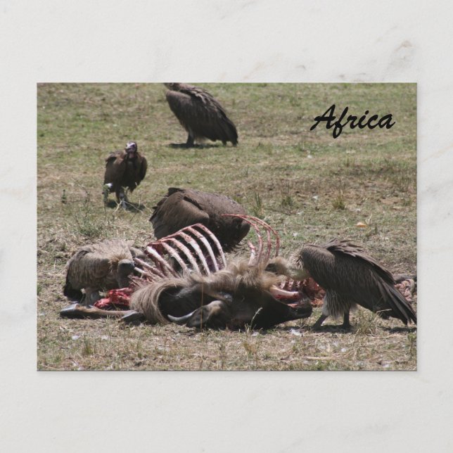 vulture carcass postcard (Front)