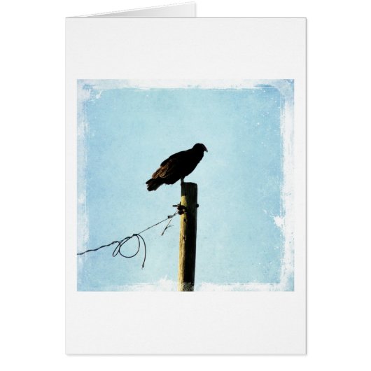 Vulture Cards (Front)