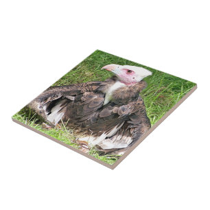 VULTURE CERAMIC TILE