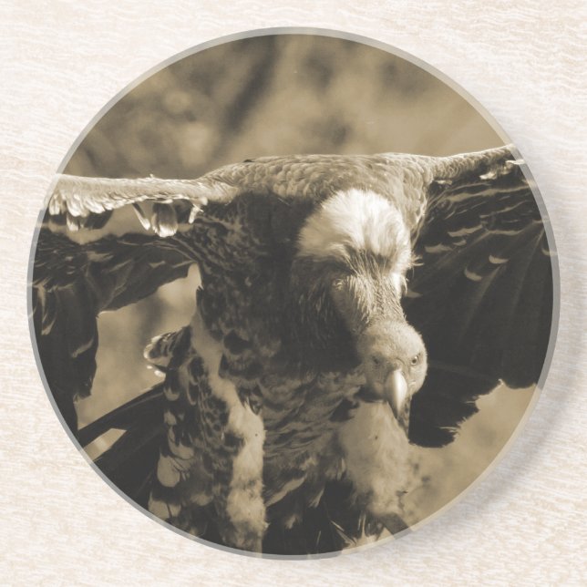 Vulture Coaster (Front)