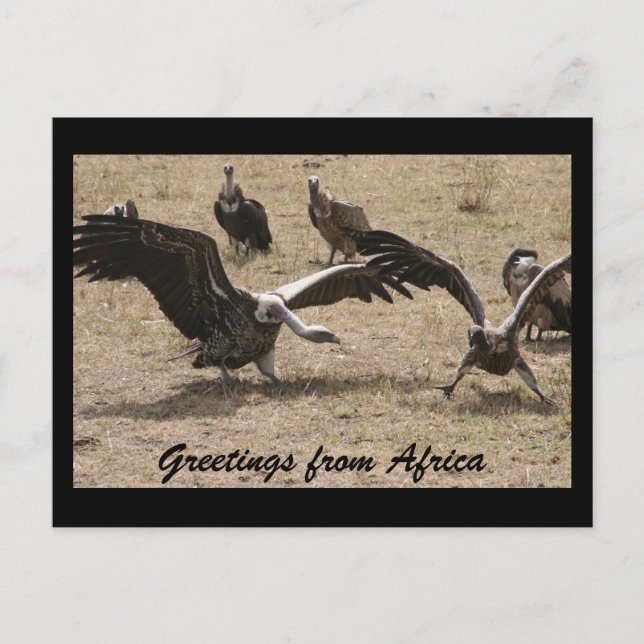 vulture dance postcard (Front)