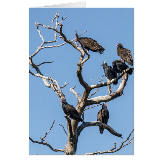 Vulture Family Tree Cards (Front)