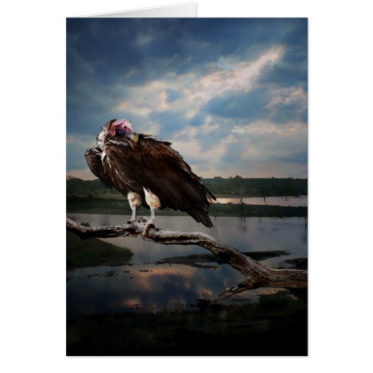 Vulture Fantasy Cards (Front)