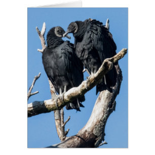 Vulture Honeymoon Cards