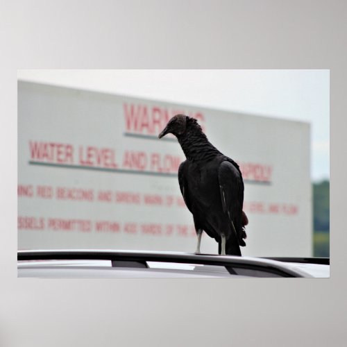 Vulture on a Car Poster