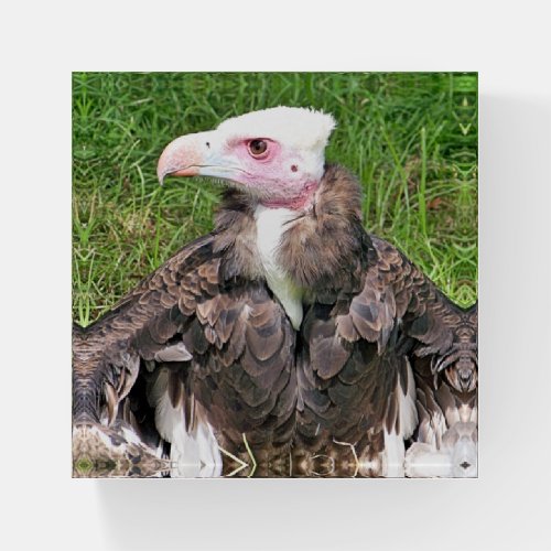 VULTURE PAPERWEIGHT