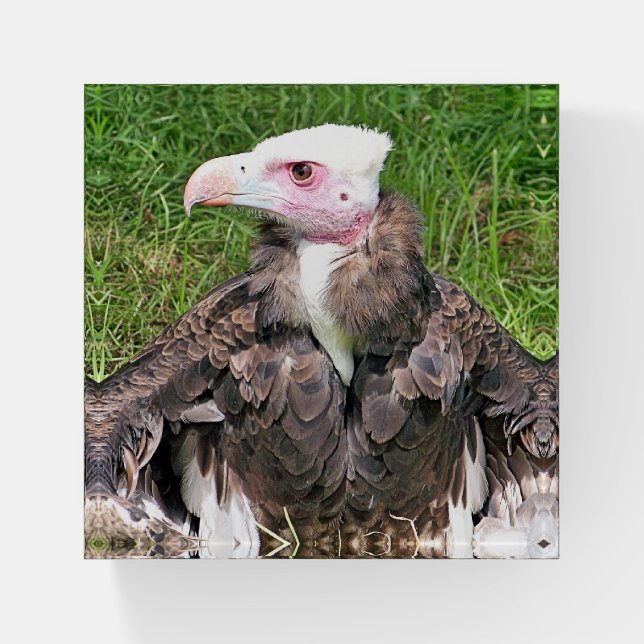 VULTURE PAPERWEIGHT (Front)