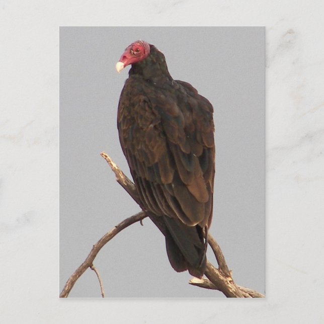 Vulture Postcard (Front)