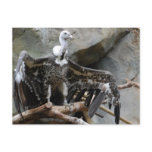 Vulture Postcard