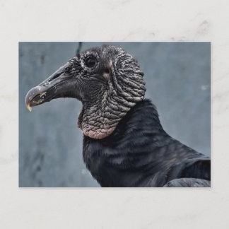 Vulture Postcard