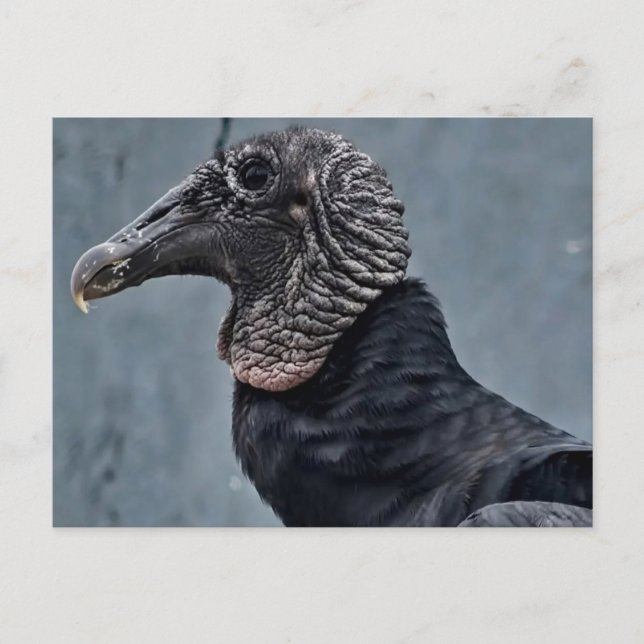Vulture Postcard (Front)