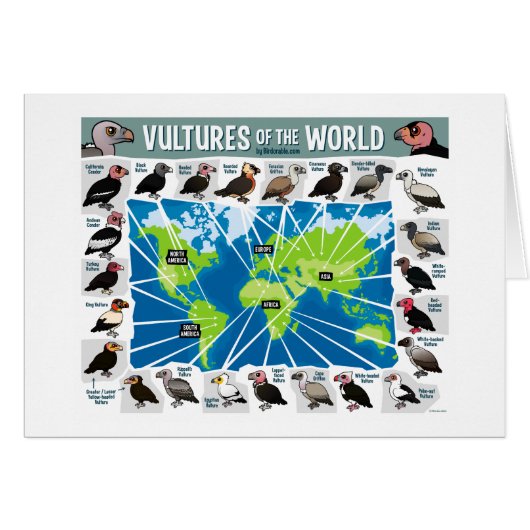 Vultures of the World Map Cards (Front Horizontal)