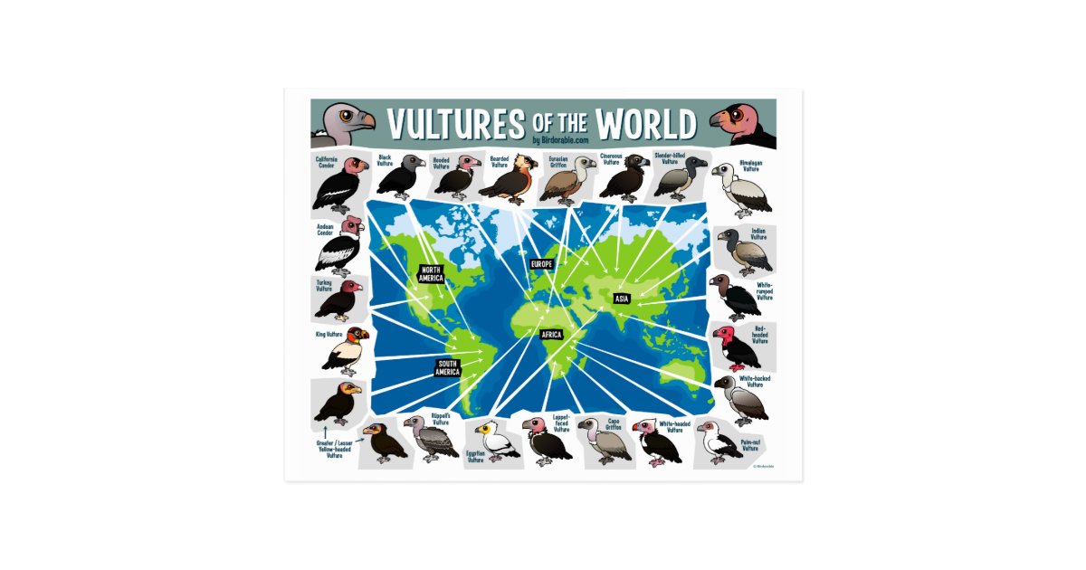 Vultures of the World Map Postcard | Zazzle.com
