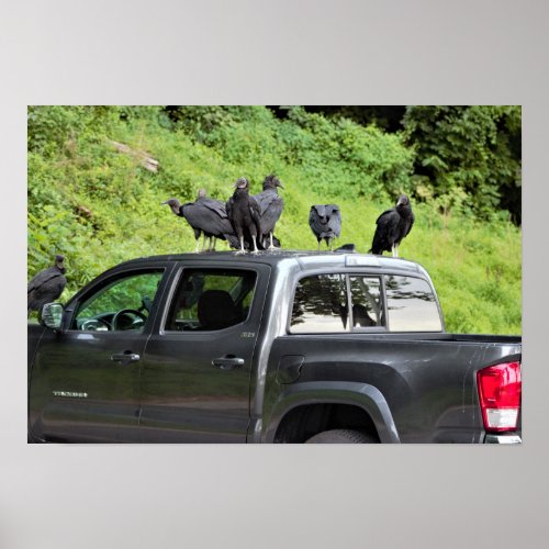 Vultures on a Truck Poster