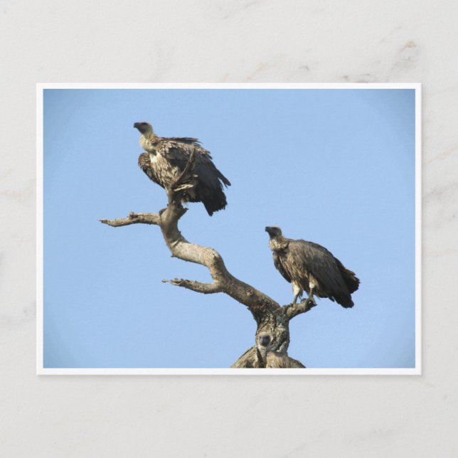vultures postcard (Front)