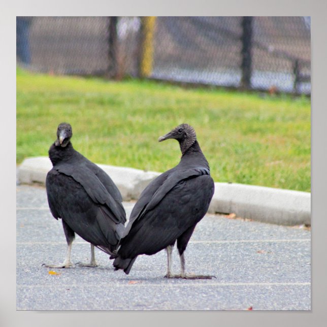 Vultures Poster (Front)