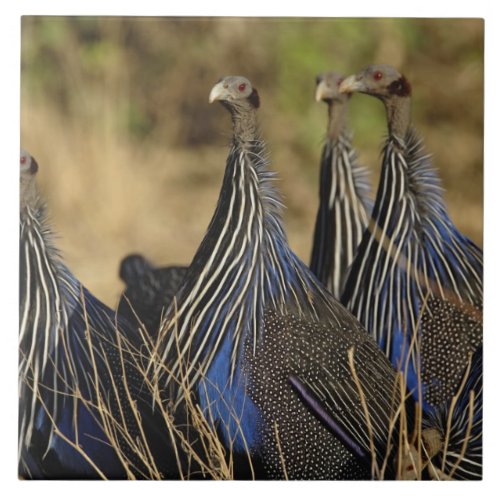 Vulturine Guinea fowl Acryllium vulturinum Ceramic Tile