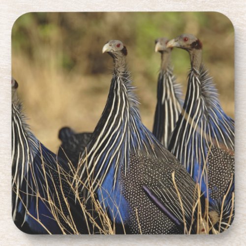 Vulturine Guinea fowl Acryllium vulturinum Coaster