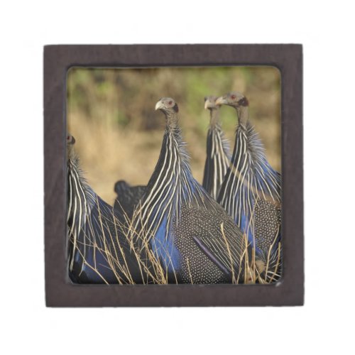 Vulturine Guinea fowl Acryllium vulturinum Jewelry Box