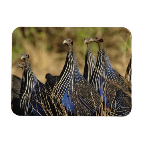 Vulturine Guinea fowl Acryllium vulturinum Magnet