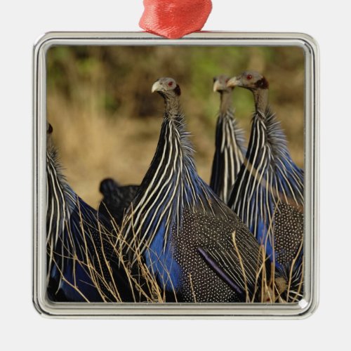 Vulturine Guinea fowl Acryllium vulturinum Metal Ornament