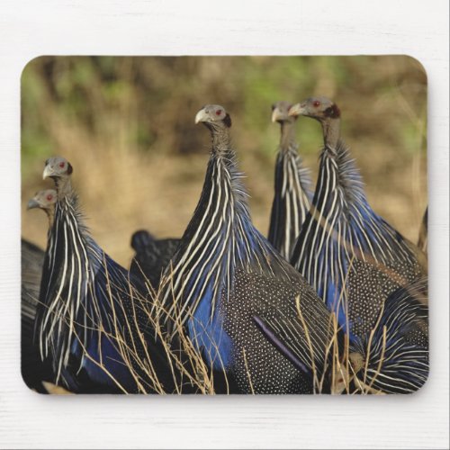 Vulturine Guinea fowl Acryllium vulturinum Mouse Pad