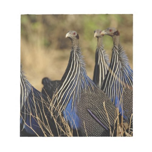 Vulturine Guinea fowl Acryllium vulturinum Notepad