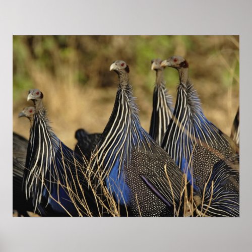 Vulturine Guinea fowl Acryllium vulturinum Poster