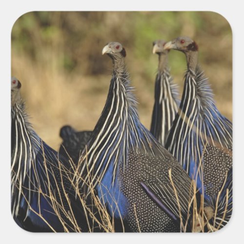 Vulturine Guinea fowl Acryllium vulturinum Square Sticker