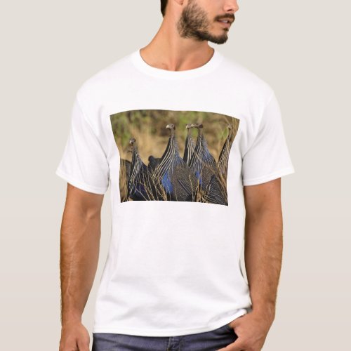 Vulturine Guinea fowl Acryllium vulturinum T_Shirt