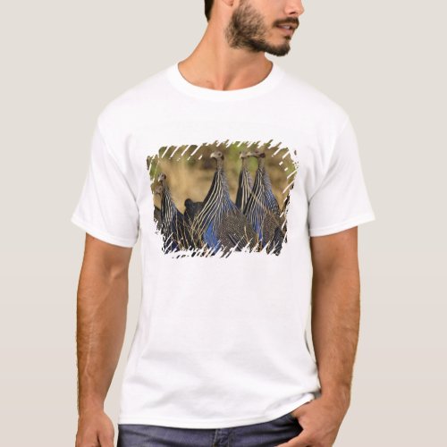 Vulturine Guinea fowl Acryllium vulturinum T_Shirt