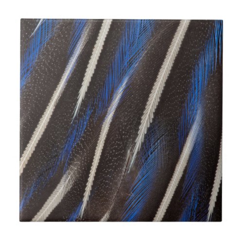 Vulturine Guineafowl feather Ceramic Tile