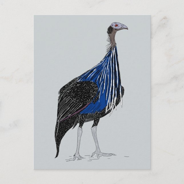 Vulturine Guineafowl Postcard (Front)