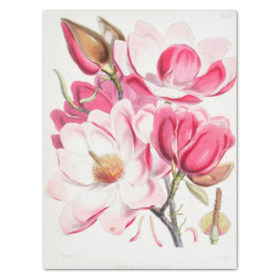 Magnolia Craft Tissue Paper