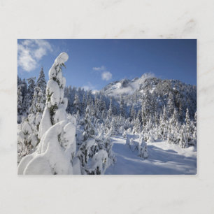 WA, Alpine Lakes Wilderness, Snow Lake basin Postcard