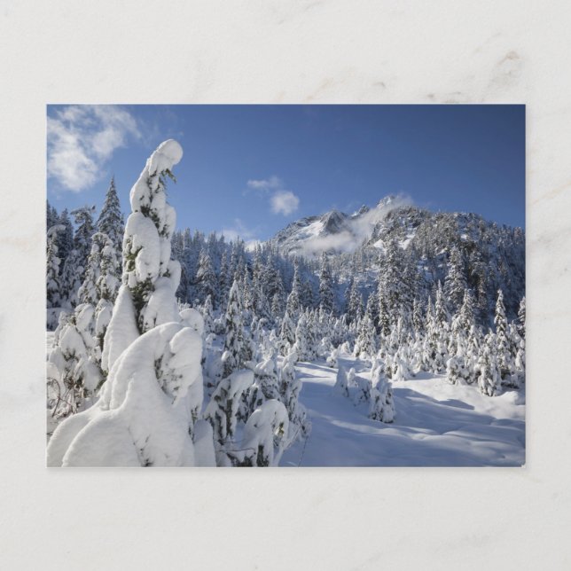WA, Alpine Lakes Wilderness, Snow Lake basin Postcard (Front)