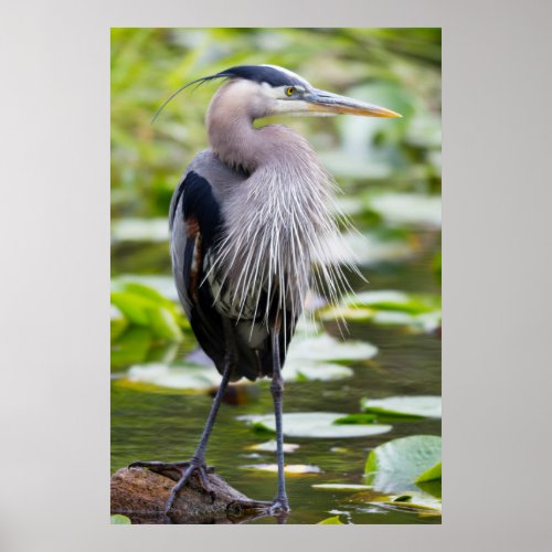 WA Juanita Bay Wetland Great Blue Heron Poster