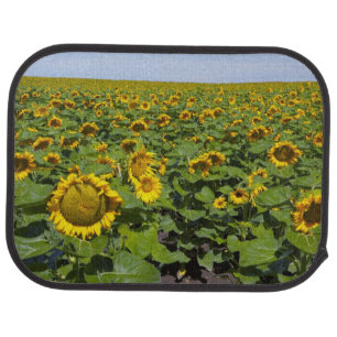 WA, Kittitas County, Sunflower Field Car Floor Mat