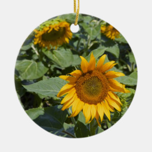 WA, Kittitas County, Sunflower Field Ceramic Ornament