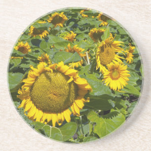 WA, Kittitas County, Sunflower Field Coaster