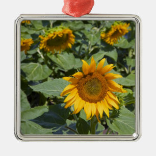 WA, Kittitas County, Sunflower Field Metal Ornament