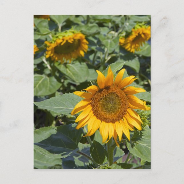 WA, Kittitas County, Sunflower Field Postcard (Front)