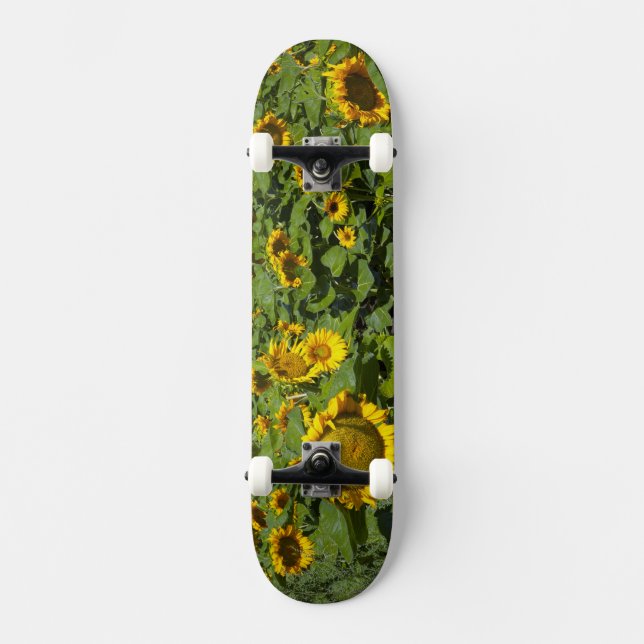 WA, Kittitas County, Sunflower Field Skateboard Deck (Front)