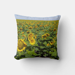 WA, Kittitas County, Sunflower Field Throw Pillow