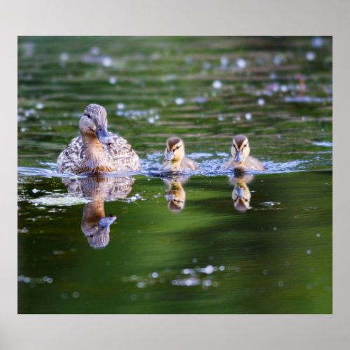 WA Mercer Slough Wood Duck female Poster