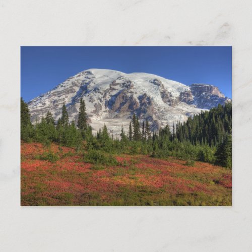 WA Mt Rainier National Park Paradise Valley Postcard