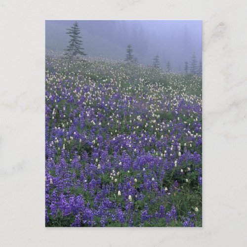 WA Mt Rainier NP Lupine and Bistort meadow Postcard