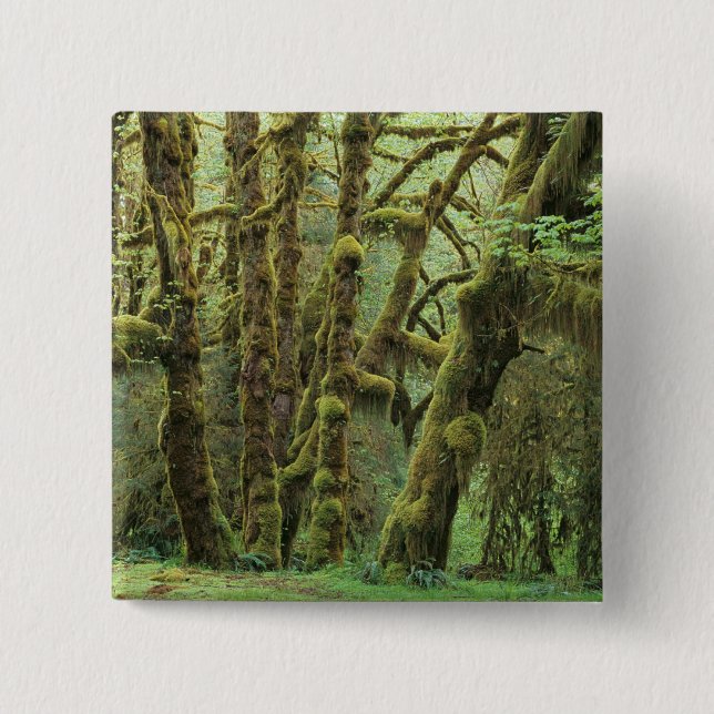 WA, Olympic NP, Hoh Rain Forest, Hall of Button (Front)