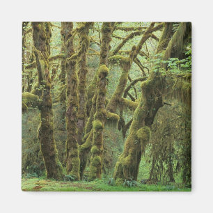 WA, Olympic NP, Hoh Rain Forest, Hall of Magnet