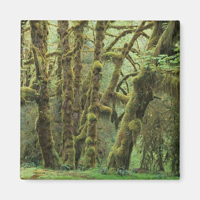 WA, Olympic NP, Hoh Rain Forest, Hall of Magnet (Front)